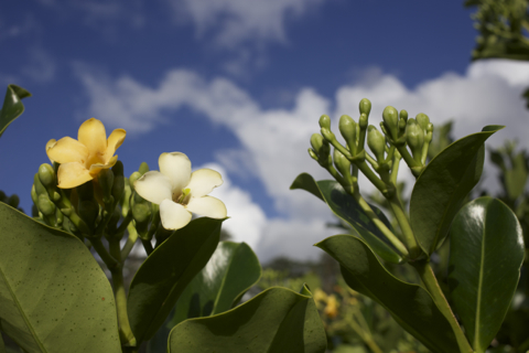 flower