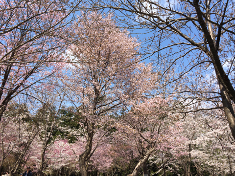 sakura