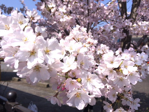 sakura