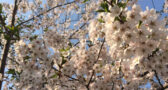 sakura20